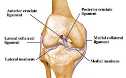 THE HEALTHY Knee