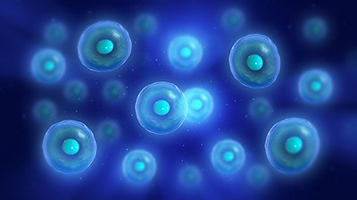 What are adult stem cell
